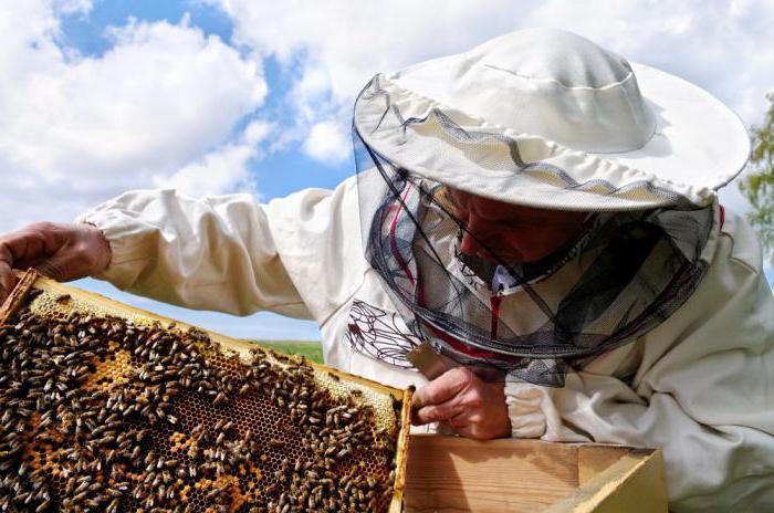 Biškopība Ukrainā kā bizness