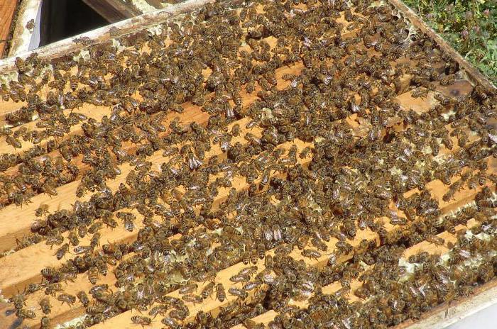 Biškopība Ukrainas dienvidos