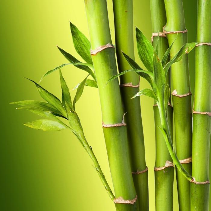 bambusa segas atsauksmes
