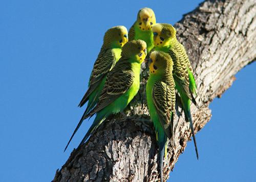 Kā iemācīt burbuļojošus papagaiļus sarunāties - sazināties ar spalvu mājdzīvnieku