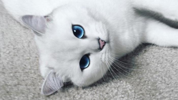 kāda kaķu šķirne ar zilām acīm
