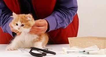 Kad vakcinēt kaķēnu, un ja nē?