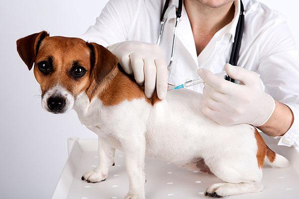 Vakcinācija suņiem