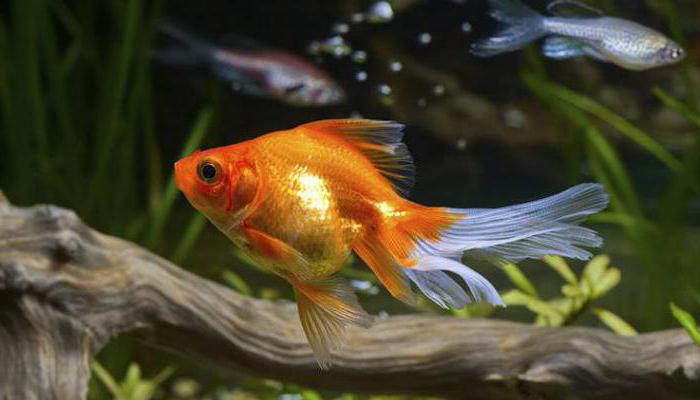 cik daudz zelta zivtiņu dzīvo akvārijā