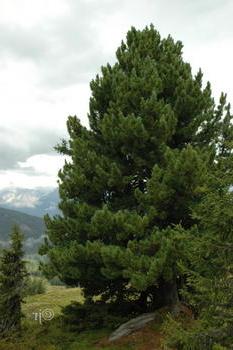 Cedar pine european