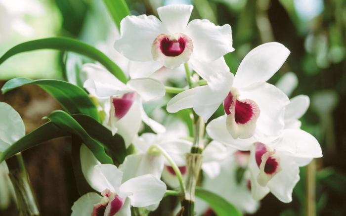 Orhideja: kā padarīt šo augu ziedu mājās?
