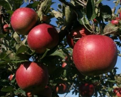 Stādot ābolus rudenī: padomi dārzniekiem