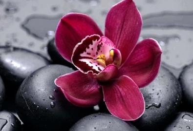 Prasīga orhideja: kā iestādīt ziedu