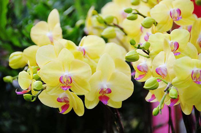 Yellow orchid phalaenopsis. Dzeltenā orhideja: vērtība