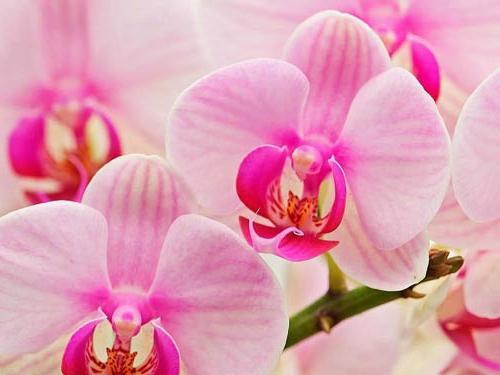 Orhideja - enerģisks vampīrs, vai no kurienes nāk lāpītāji?