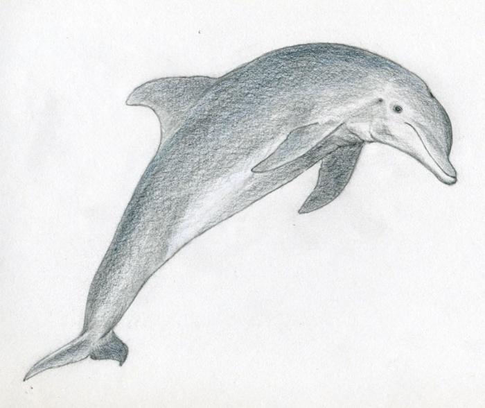Kas vēl nezina, kā izdarīt delfīnus?