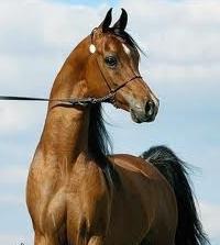 Arābu zirgi