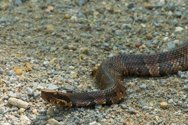 Kādas čūskas baidās un kā izvairīties no viņu koduma?
