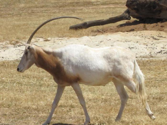 Sāļa antilopes veids