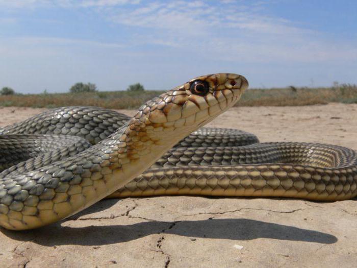 kādas čūskas ir atrodamas Kaspijas jūrā