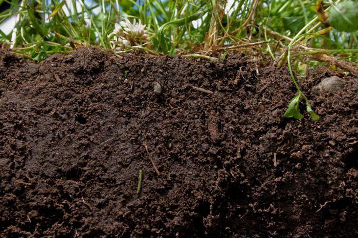 Steppe augsnes un to īpašības. Kāda augsne ir stepe?