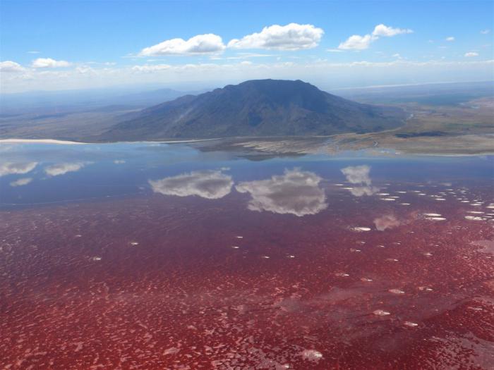 Natrona ezera fenomens - Tanzānijas savvaļas dabas skaistums un šausmas